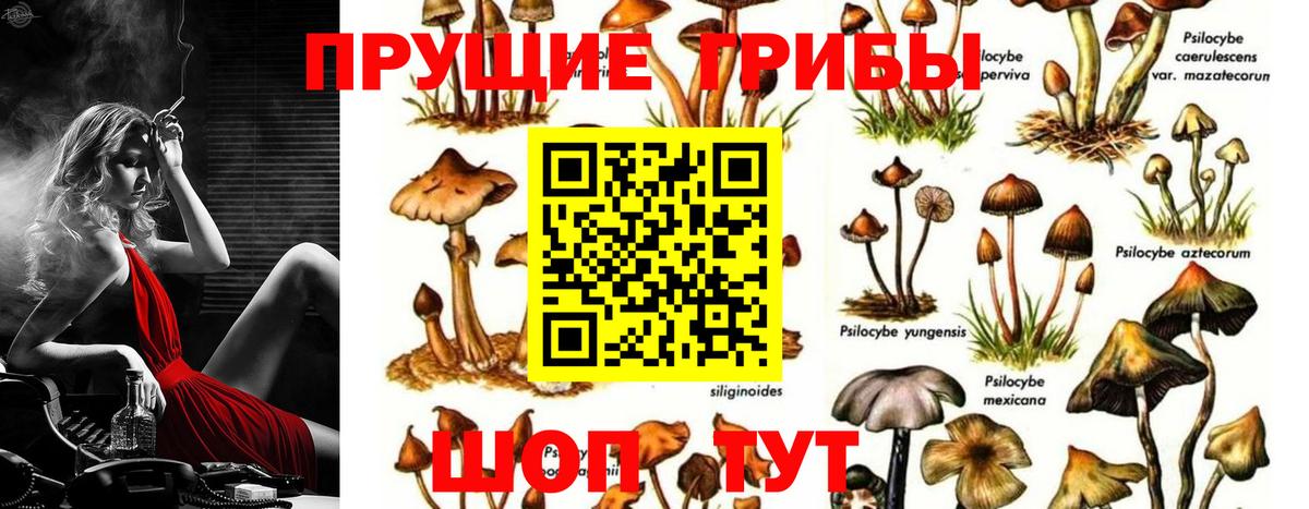 Псилоцибиновые грибы GOLDEN TEACHER Жигулёвск